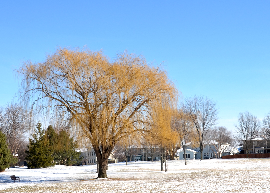 Winter Color